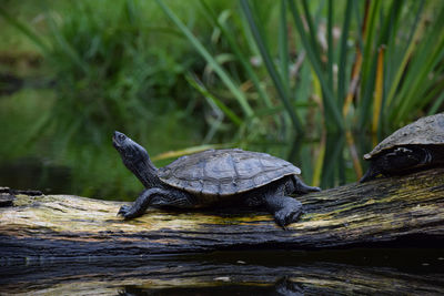 Close-up of lizard on wood in lake