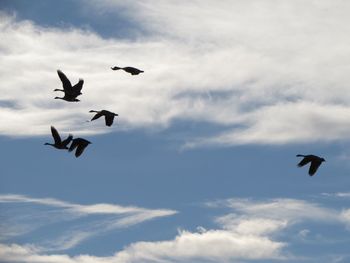 Low angle view of birds flying in sky