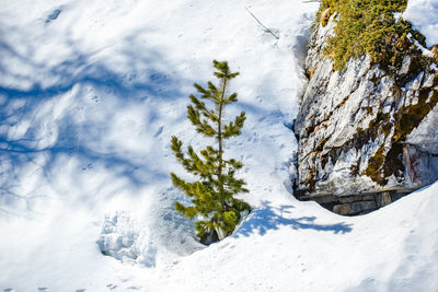 Trees on snow covered land