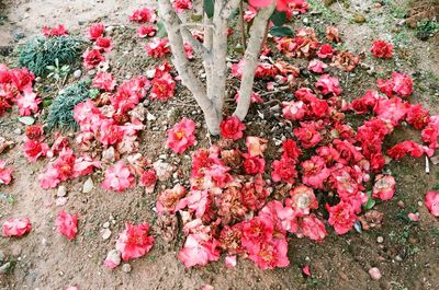 Close-up of pink flowers