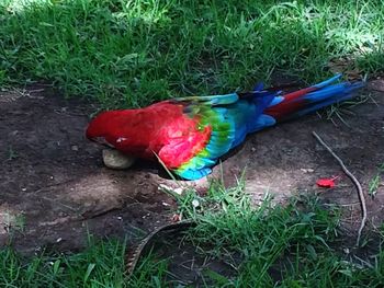 High angle view of parrot on grass