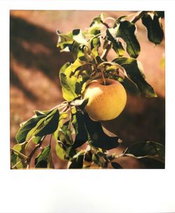 Close-up of fruits growing on tree