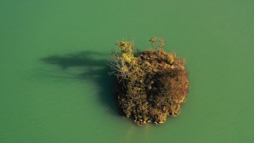 Directly above shot of marijuana against green background