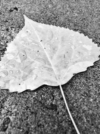 High angle view of dry leaf on road