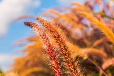 Close-up of flowering plant against sky