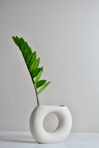 Close-up of potted plant on table against white background
