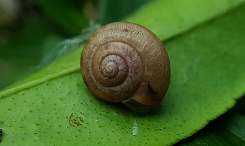 snail