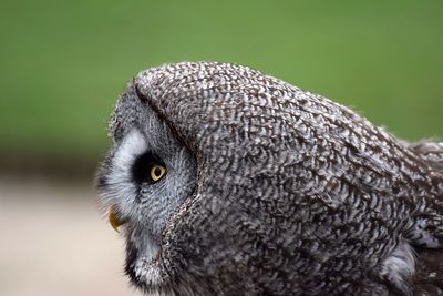 Close-up portrait of owl