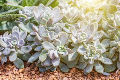 Close-up of succulent plant