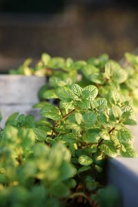 Close-up of fresh green plant