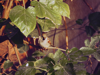 leaf