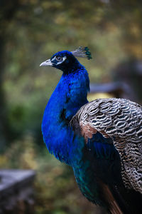 Close-up of peacock perching outdoors