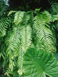 Close-up of green leaves