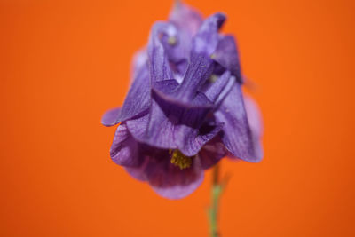 Close-up of purple flower against orange background