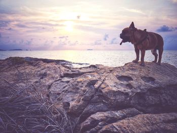 Horse standing on rock by sea against sky during sunset