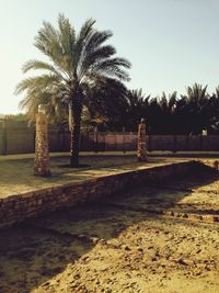 Palm trees against sky