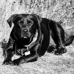 Portrait of a dog