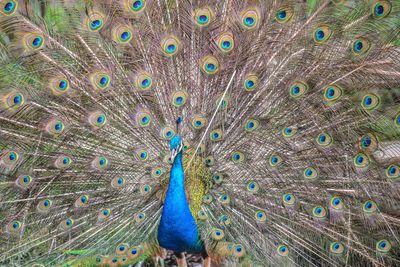 Fanned out peacock on field