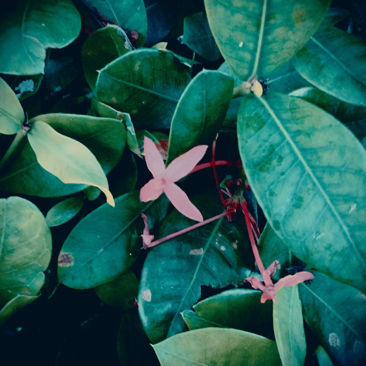 plant part, leaf, growth, plant, green color, beauty in nature, close-up, nature, no people, high angle view, day, outdoors, freshness, focus on foreground, tranquility, red, water, green, leaves, wet