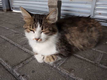 High angle view of cat relaxing on footpath