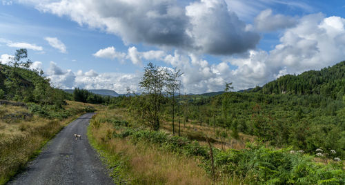 Road amidst plants and trees against sky