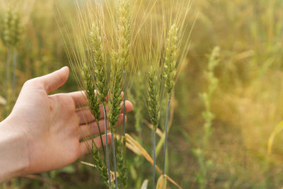 Hand touching riping wheat closeup. personal perspective. nice agriculture landscape. 