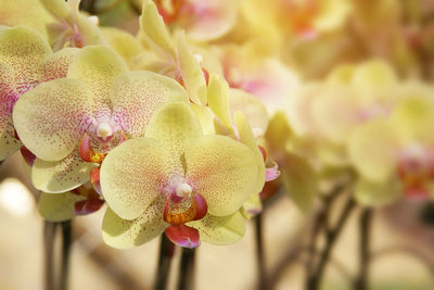 Blooming yelllow 'twilight star' phalaenopsis orchid flowers