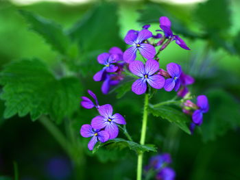 Close-up of purple flowering plant
