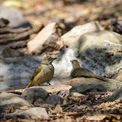 Close-up of birds perching on rock