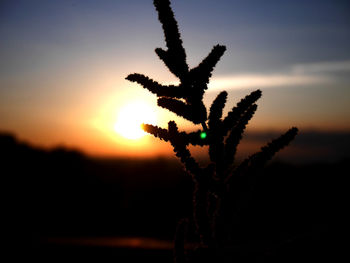 Close-up of silhouette plant against sunset