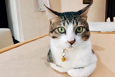 Portrait of cat sitting at home