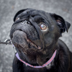 Close-up portrait of dog