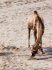 Brown camel eating from a bush in the desert