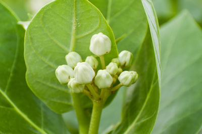 Calotropis gigantea, the crown flower, is a species of calotropis native to cambodia