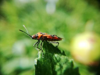 Close-up of insect on plant