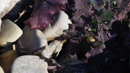 Detail shot of rocks