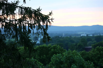 Scenic view of forest against sky