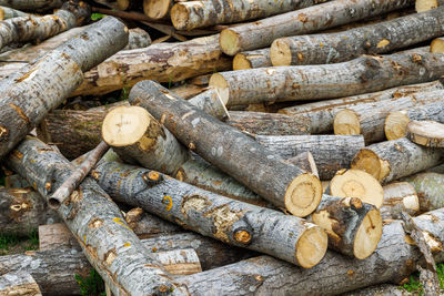 Unpeeled aspen logs laid on the ground at daylight, close-up background