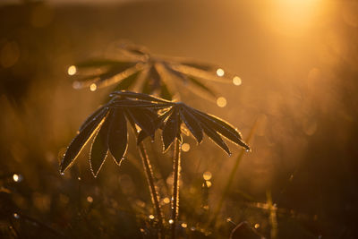 Nature's dewy elegance. lupin leaves adorned in water droplets in northern europe