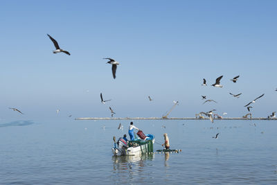 Birds flying over sea against clear sky