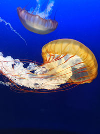 Close-up of jellyfish swimming in sea