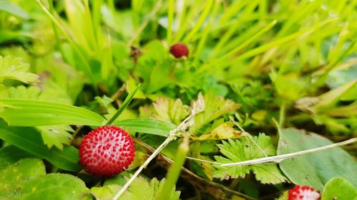 Close-up of strawberry growing on plant