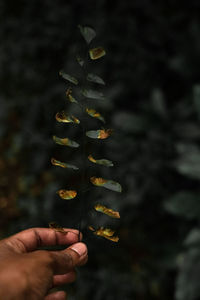 Close-up of person holding leaf