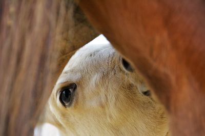 Close-up of horse