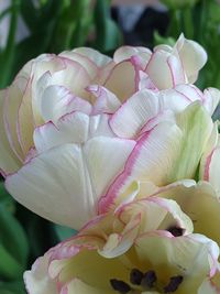 Close-up of pink roses