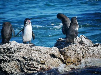 Birds perching on rock in sea