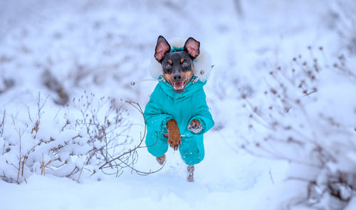 Low angle view of dog on snow covered field