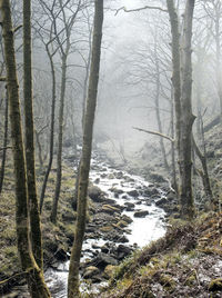 Narrow stream along bare trees in forest