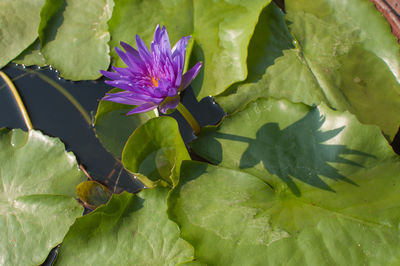 Close-up of purple flowering plant leaves