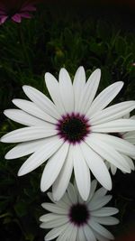 Close-up of white daisy flower